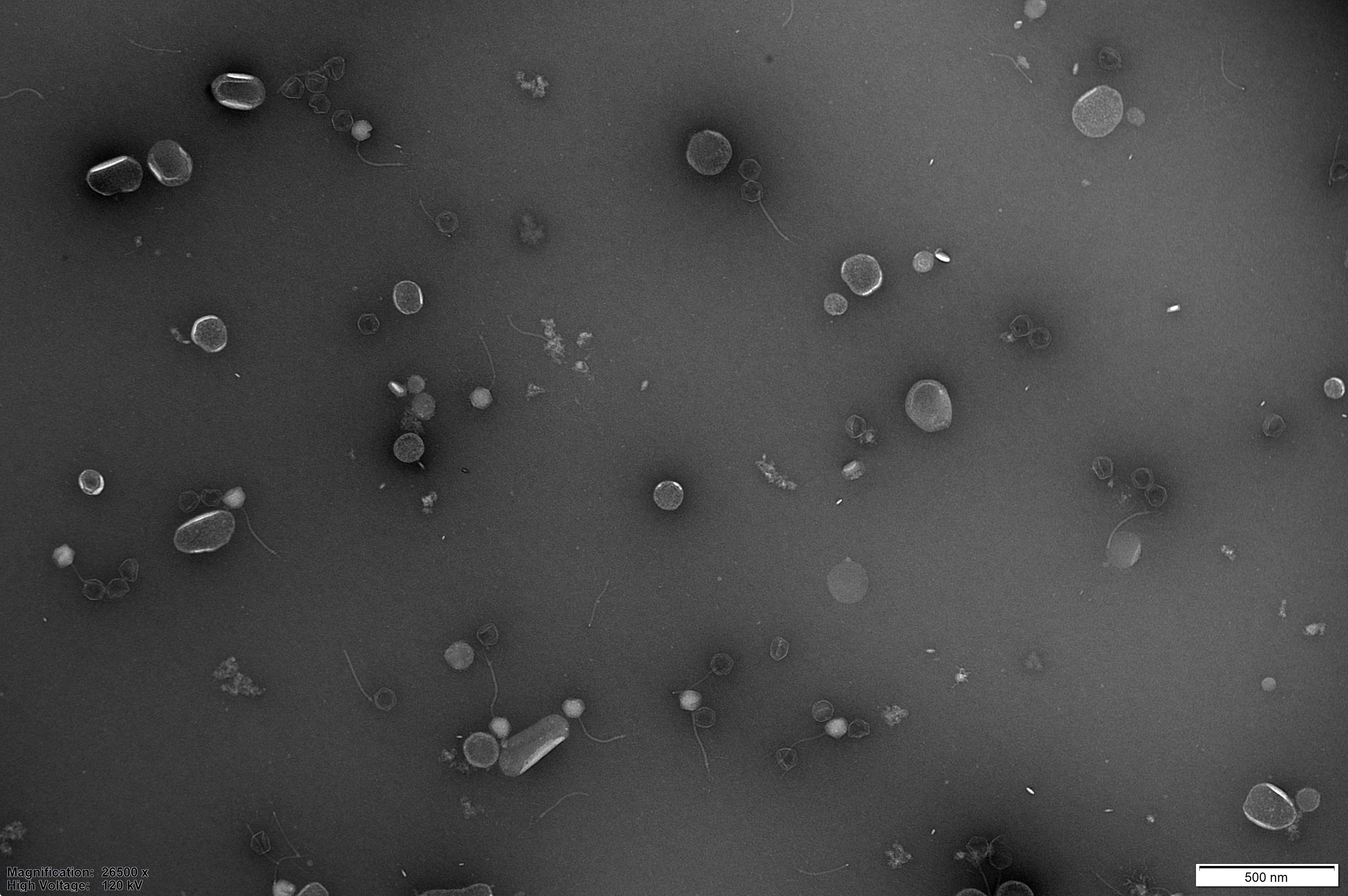 Phage Therapy Research